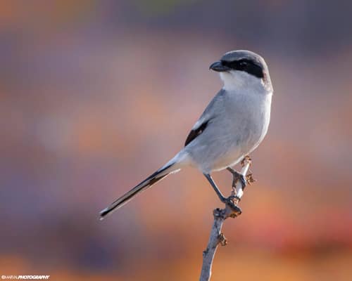Loggerhead Shrike reference