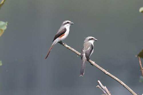 Mackinnon's Shrike reference