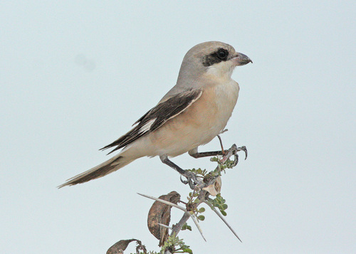 Lesser Grey Shrike reference
