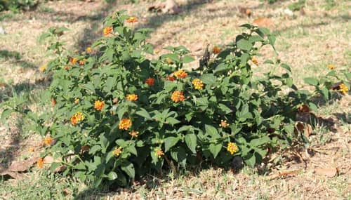 Lantana reference
