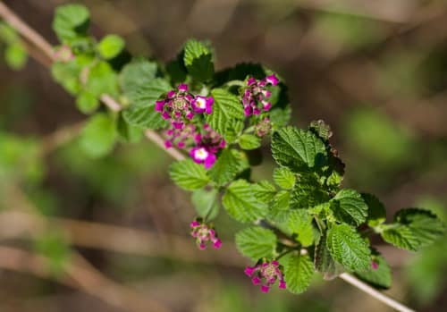 Trailing Lantana reference