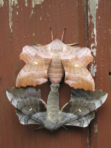 Poplar Hawkmoth reference