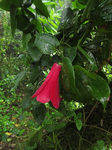 Copihue reference