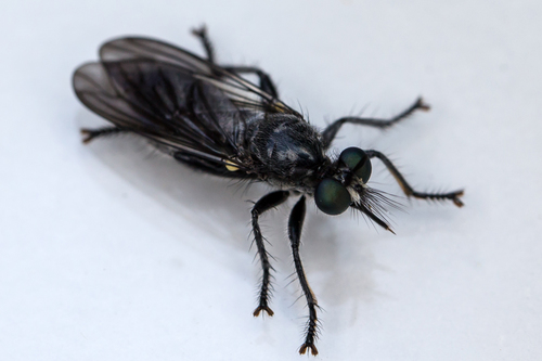 Black Robber Fly reference