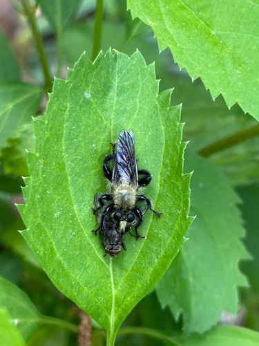Yellow-necked Robber Fly reference