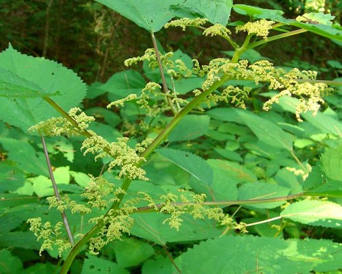Wood Nettle reference