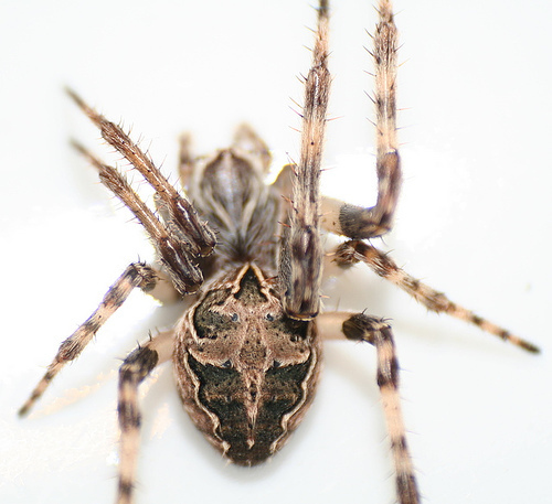 Bridge Spider reference