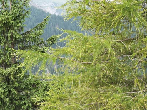 European Larch reference