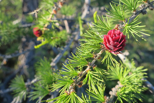 Dahurian Larch reference