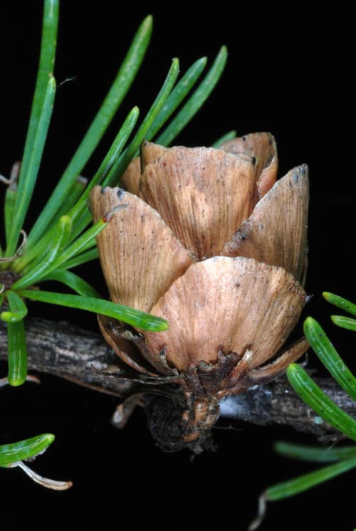 Tamarack reference