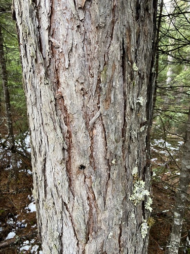 Western Larch reference