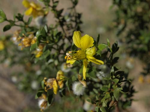 Creosote Bush reference