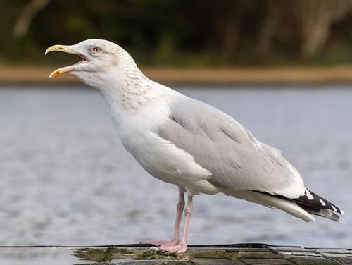 European Herring Gull reference