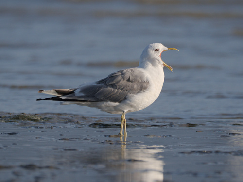 Short-billed Gull reference