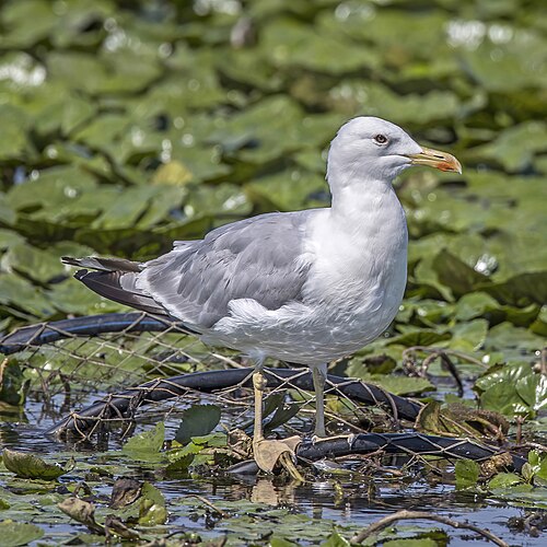 Caspian Gull reference