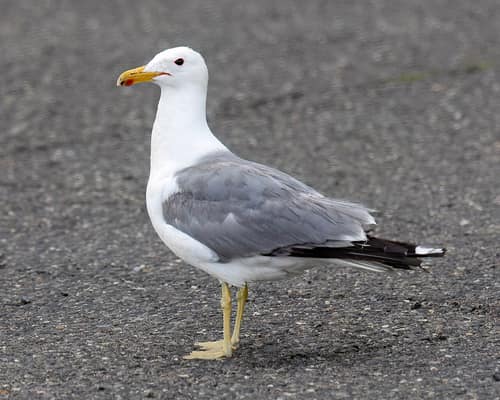 California Gull reference