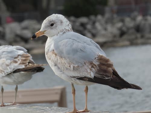 Ring-billed Gull reference