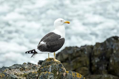 Kelp Gull reference