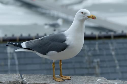 Lesser Black-backed Gull reference