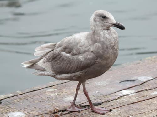 Glaucous-winged Gull reference