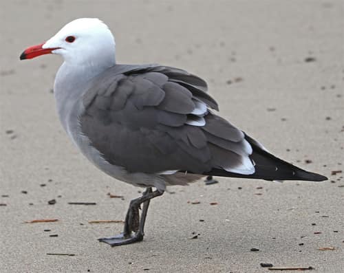 Heermann's Gull reference