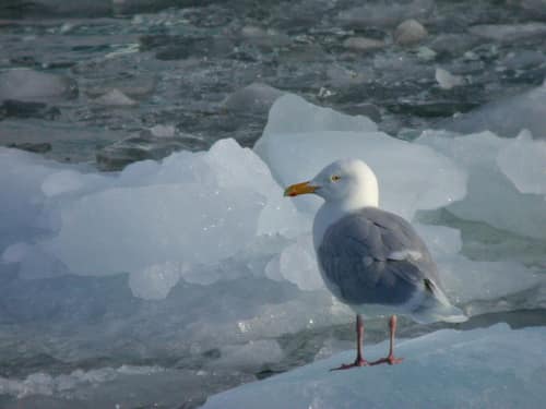 Glaucous Gull reference