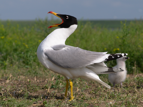 Pallas's Gull reference