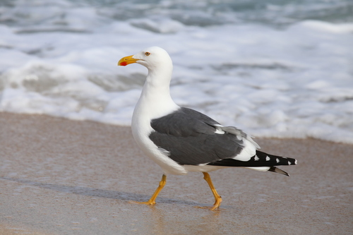 Yellow-footed Gull reference