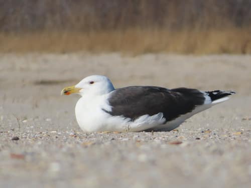 Great Black-backed Gull reference