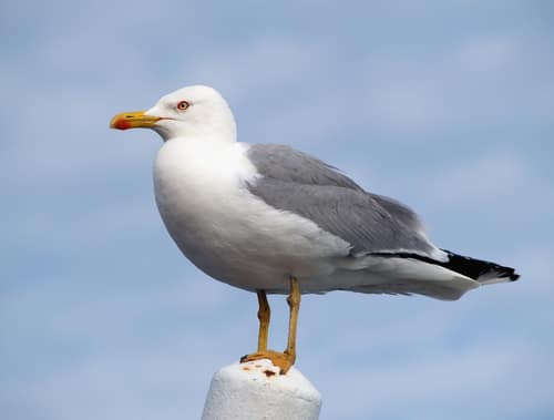 Yellow-legged Gull reference
