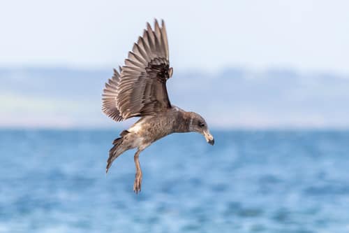 Pacific Gull reference