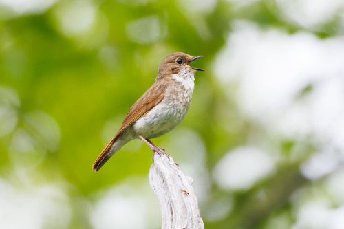 Rufous-tailed Robin reference