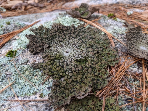 Toad Skin Lichen reference