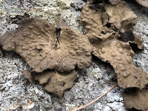 Pennsylvania Toadskin Lichen reference