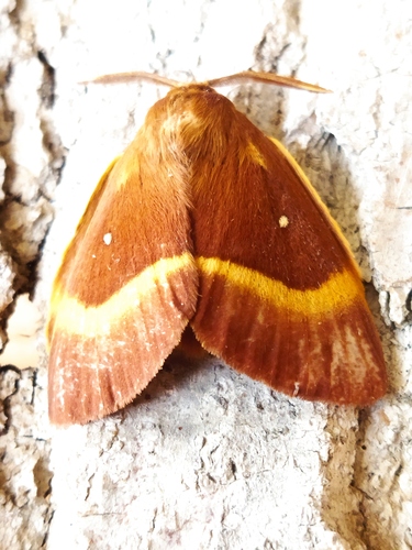 Oak Eggar reference