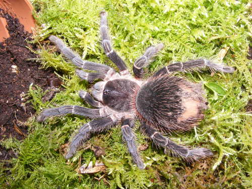 Brazilian Salmon Pink Birdeater reference