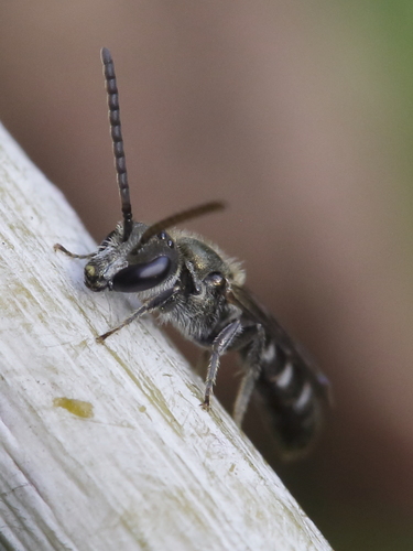 Sweat Bee reference