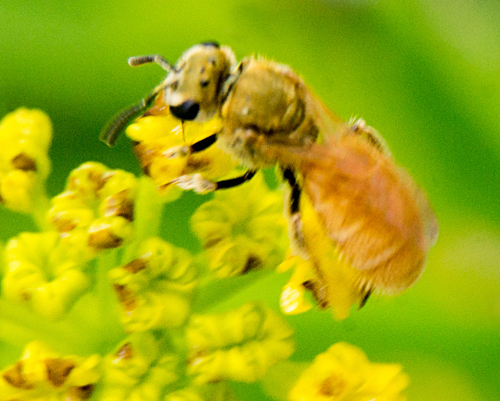 Sweat Bee reference