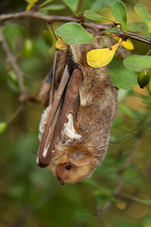 Eastern Red Bat reference