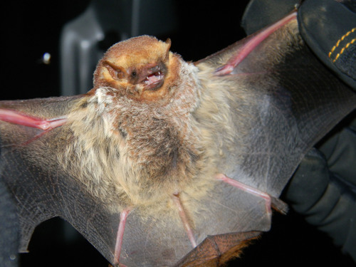 Seminole Bat reference