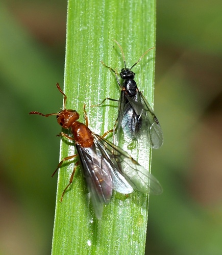Citronella Ant reference