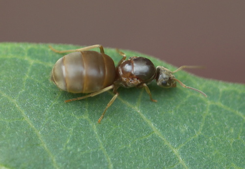 Turfgrass Ant reference