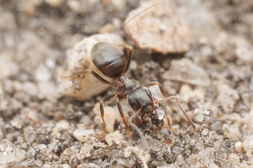 Black Garden Ant reference