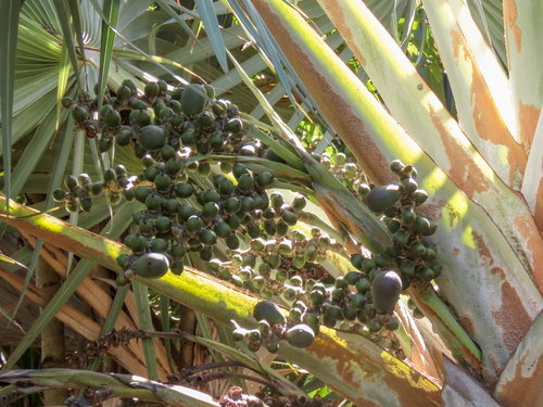 Blue Latan Palm reference