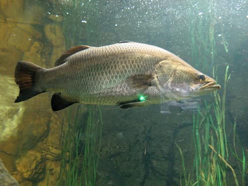 Barramundi reference