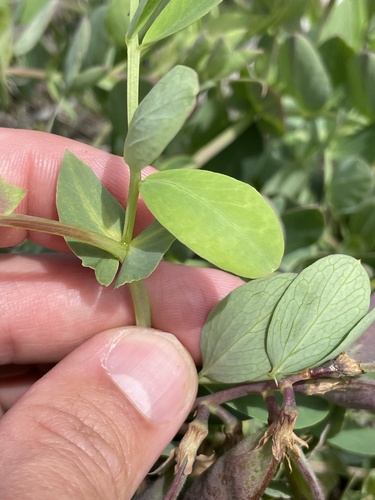 Beach Pea reference