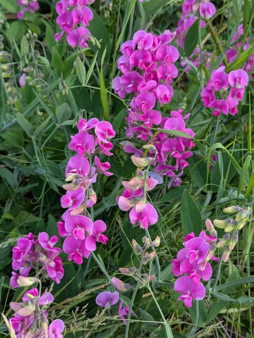 Perennial Pea reference