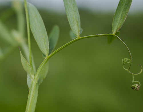 Marsh Pea reference