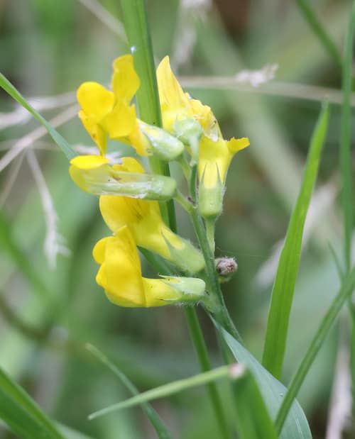 Meadow Vetchling reference