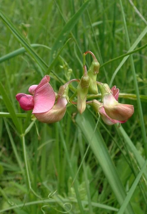 Narrow-leaved Everlasting-pea reference